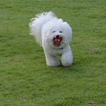 Les deux Bleue - GOOD GIRL （３）