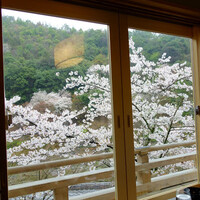 星のや 京都 ダイニング - 窓の外の掛川と満開の桜