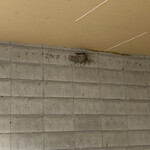 中華そば麦右衛門 - ツバメさん