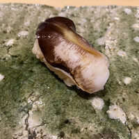 鮨 いし黒 - みる貝