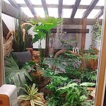 プレゼンテ スギ - 