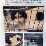 中華そば志のぶ支店 - 店舗付近の掲示板