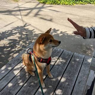 読売ランド前では貴重な犬連れランチできるカフェ By Marsa0210 カフェ ド シュロ 読売ランド前 カフェ 食べログ