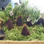 AMOUR - アミューズ　筍掘り