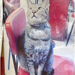 福聚 - 看板猫ちゃんの写真の写真１