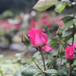 豪快豚骨ゴートン - 薔薇の花たち