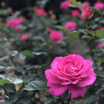 Goukai Tonkotsu Goton - 薔薇の花たち