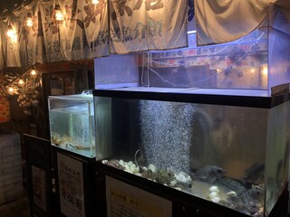 Tsugaru Kaikyou Sengyoten - 店頭水槽には、旬の魚介！