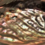 センティウ - アワビの殻