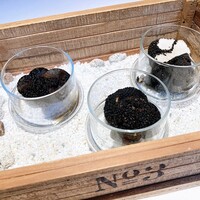 Terres de Truffes, Tokyo - 