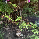 手打ち蕎麦 こはし - 