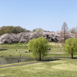 Muku An - 大宮第二公園　桜