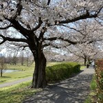 Muku An - 大宮第二公園　桜