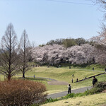 Muku An - 大宮第二公園　桜