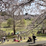 Muku An - 大宮第二公園　桜