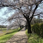 Muku An - 大宮第二公園　桜