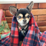 軽井沢ホテルそよかぜ - 