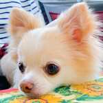 軽井沢ホテルそよかぜ - 