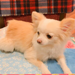 軽井沢ホテルそよかぜ - 