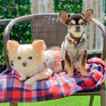 軽井沢ホテルそよかぜ - 