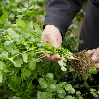 【自家農園の野菜】自然栽培のパクチーは香りが際立ちます✨