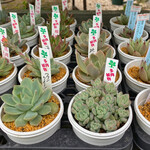 ロッキーガーデン - 多肉植物