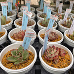 ロッキーガーデン - 多肉植物