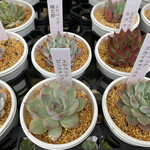 ロッキーガーデン - 多肉植物