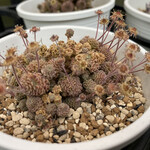 ロッキーガーデン - ナウシカの腐海？