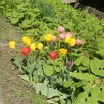 おにぎり家さん - ちゅりぷ