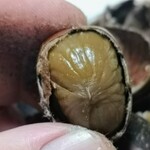 一粒庵 いしい 宇都宮店 - 甘栗むいちゃいました！