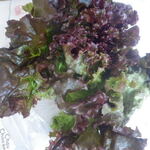 松原農園 - サニーレタス