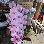 中華蕎麦 とみ田 - 15周年祝い花