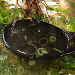 笑軒 - ねぎラーメン860円