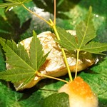 すし寿 - 太刀魚の塩焼き