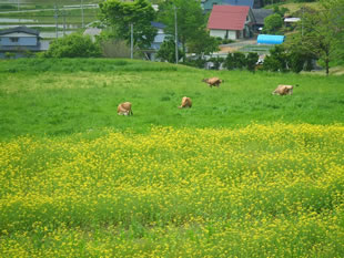 まきばのおもてなし（ジャージーソフト） - 宮守（ジェラート・アイスクリーム）の写真