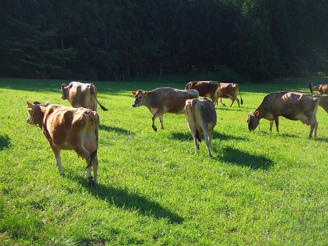まきばのおもてなし（ジャージーソフト） - 宮守（ジェラート・アイスクリーム）の写真