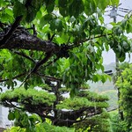 伊藤家のつぼ - 