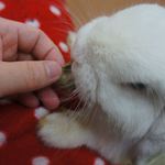 うさぎとcafe - (2012.09)餌やりがまた癒されるんですよね～＊＾＾＊