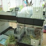 うさぎとcafe - (2012.09)