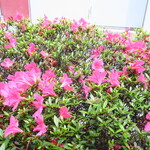 ラーメン二郎 - 店頭に咲くツツジ