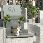 江戸一 - 見知らぬ方のところにて、日向ぼっこの猫さんを遠くから