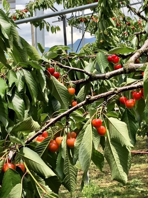上山観光フルーツ園・山形チェリーランド（カミノヤマカンコウフルーツエン・ヤマガタチェリーランド） - かみのやま温泉（その他）の写真