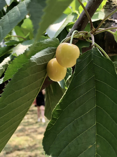 上山観光フルーツ園・山形チェリーランド（カミノヤマカンコウフルーツエン・ヤマガタチェリーランド） - かみのやま温泉（その他）の写真