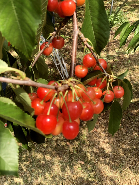 上山観光フルーツ園・山形チェリーランド（カミノヤマカンコウフルーツエン・ヤマガタチェリーランド） - かみのやま温泉（その他）の写真