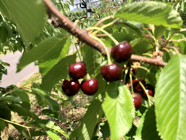 上山観光フルーツ園・山形チェリーランド（カミノヤマカンコウフルーツエン・ヤマガタチェリーランド） - かみのやま温泉（その他）の写真