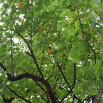 自家製麺 No11 - 梅か～