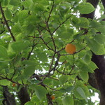 自家製麺 No11 - いい色してんな～