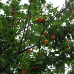 自家製麺 No11 - もって帰りたい！