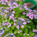 自家製麺 No11 - 帰り道の紫陽花